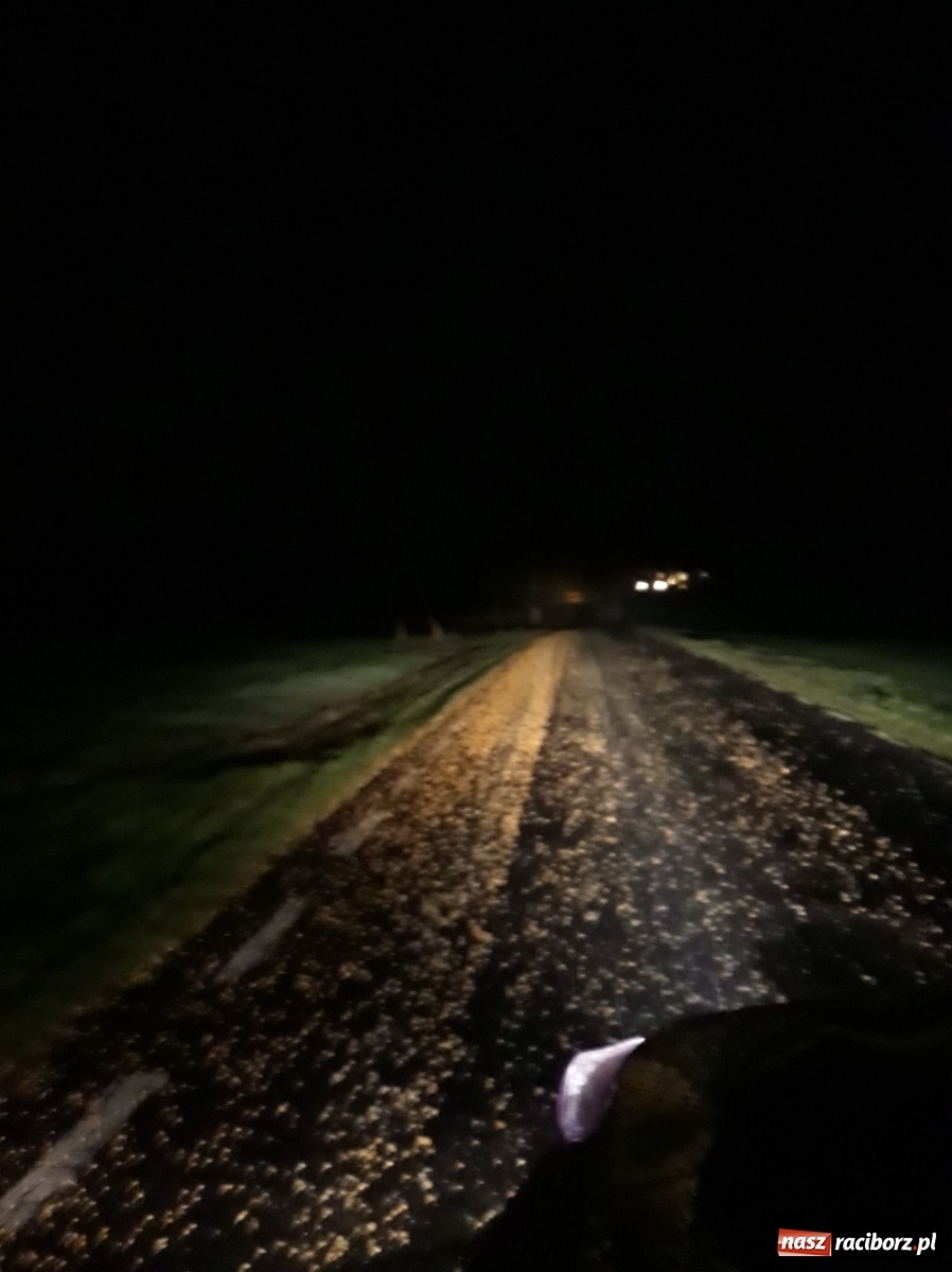 Zdjęcie w galerii na portalu naszraciborz.pl: Wielkie sprzątanie, czyli jezdnia pełna kukurydzy [WIDEO]  wiadomości z regionu