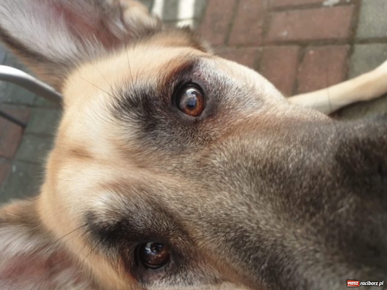 Zdjęcie w galerii na portalu naszraciborz.pl: Nie bój się adopcji. Dżony i jego nowy dom wiadomości z regionu