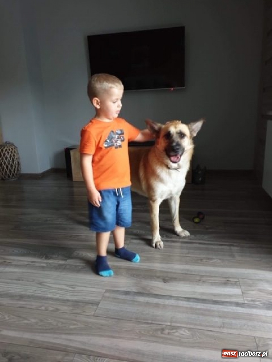 Zdjęcie w galerii na portalu naszraciborz.pl: Nie bój się adopcji. Dżony i jego nowy dom wiadomości z regionu