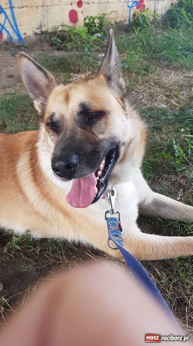 Zdjęcie w galerii na portalu naszraciborz.pl: Nie bój się adopcji. Dżony i jego nowy dom wiadomości z regionu