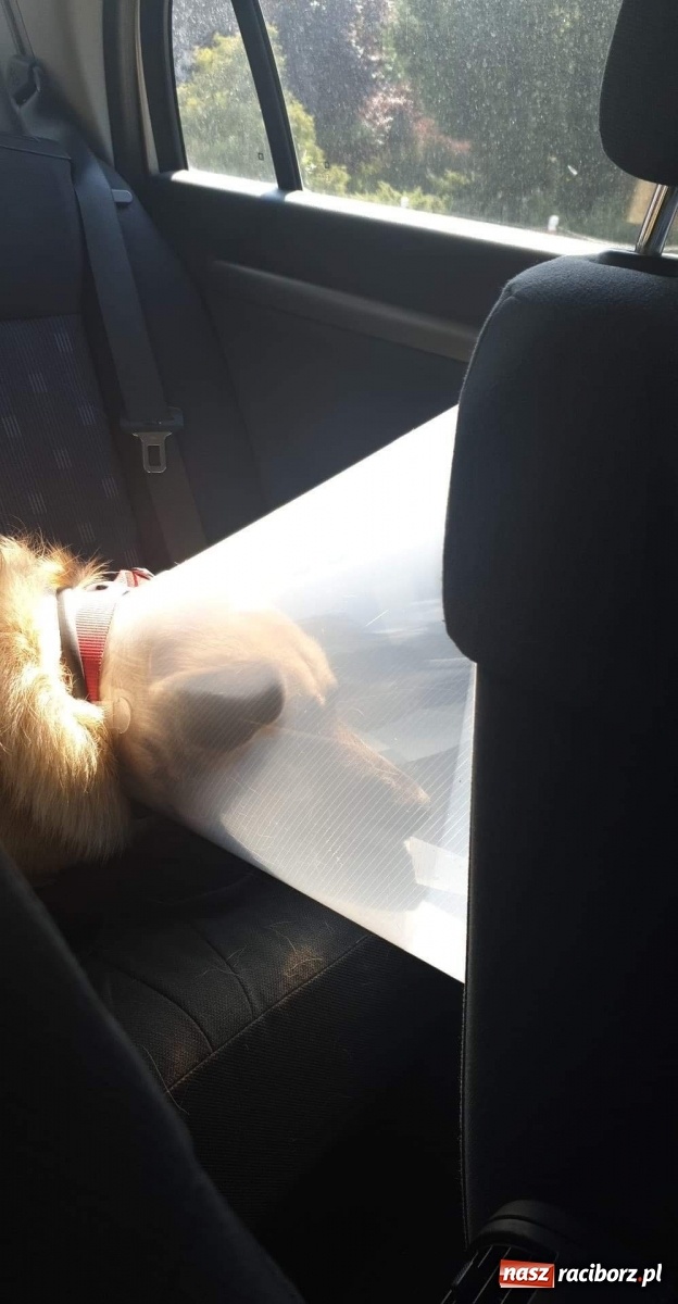 Zdjęcie w galerii na portalu naszraciborz.pl: Nie bój się adopcji. Dżony i jego nowy dom wiadomości z regionu