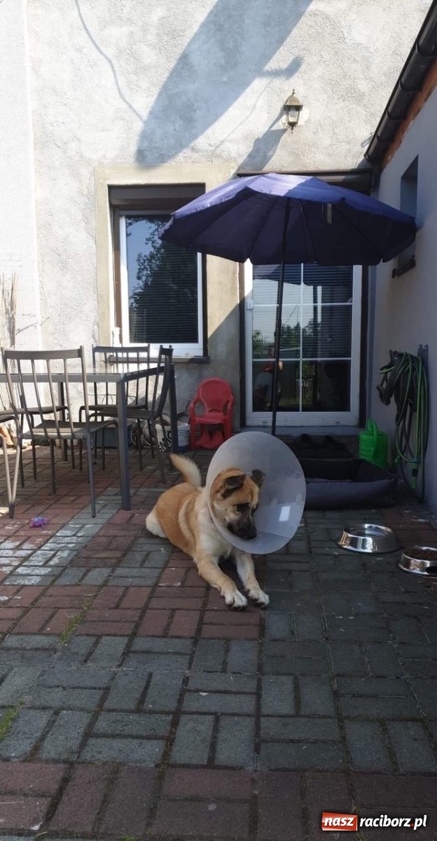 Zdjęcie w galerii na portalu naszraciborz.pl: Nie bój się adopcji. Dżony i jego nowy dom wiadomości z regionu