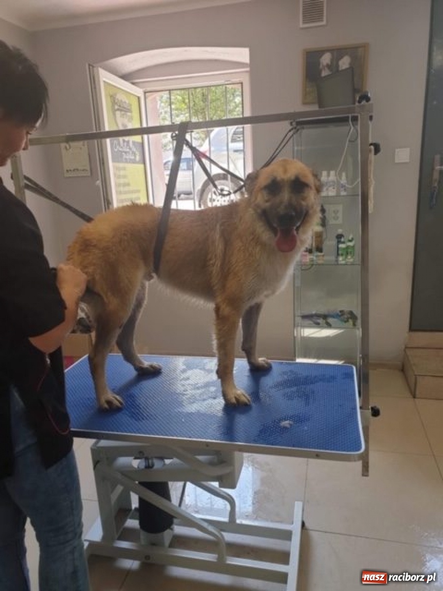 Zdjęcie w galerii na portalu naszraciborz.pl: Nie bój się adopcji. Dżony i jego nowy dom wiadomości z regionu