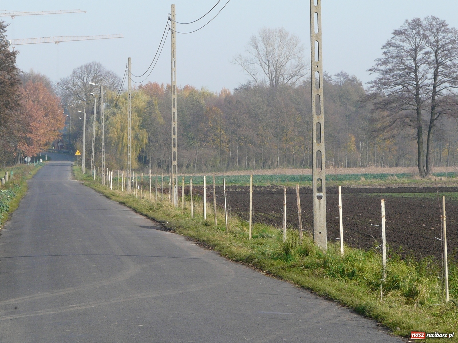 Zdjęcie w galerii na portalu naszraciborz.pl: Wzdłuż dróg powiatowych pojawiło się sto drzewek owocowych  wiadomości z regionu