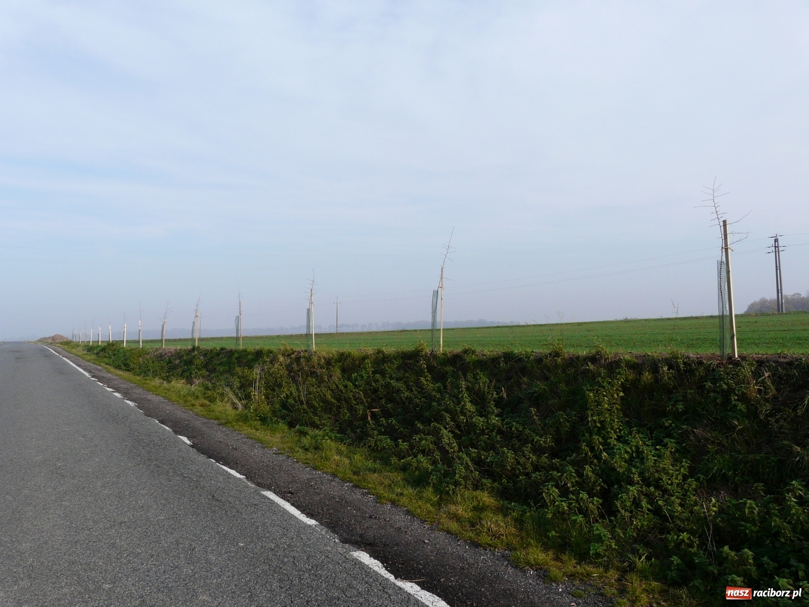 Zdjęcie w galerii na portalu naszraciborz.pl: Wzdłuż dróg powiatowych pojawiło się sto drzewek owocowych  wiadomości z regionu