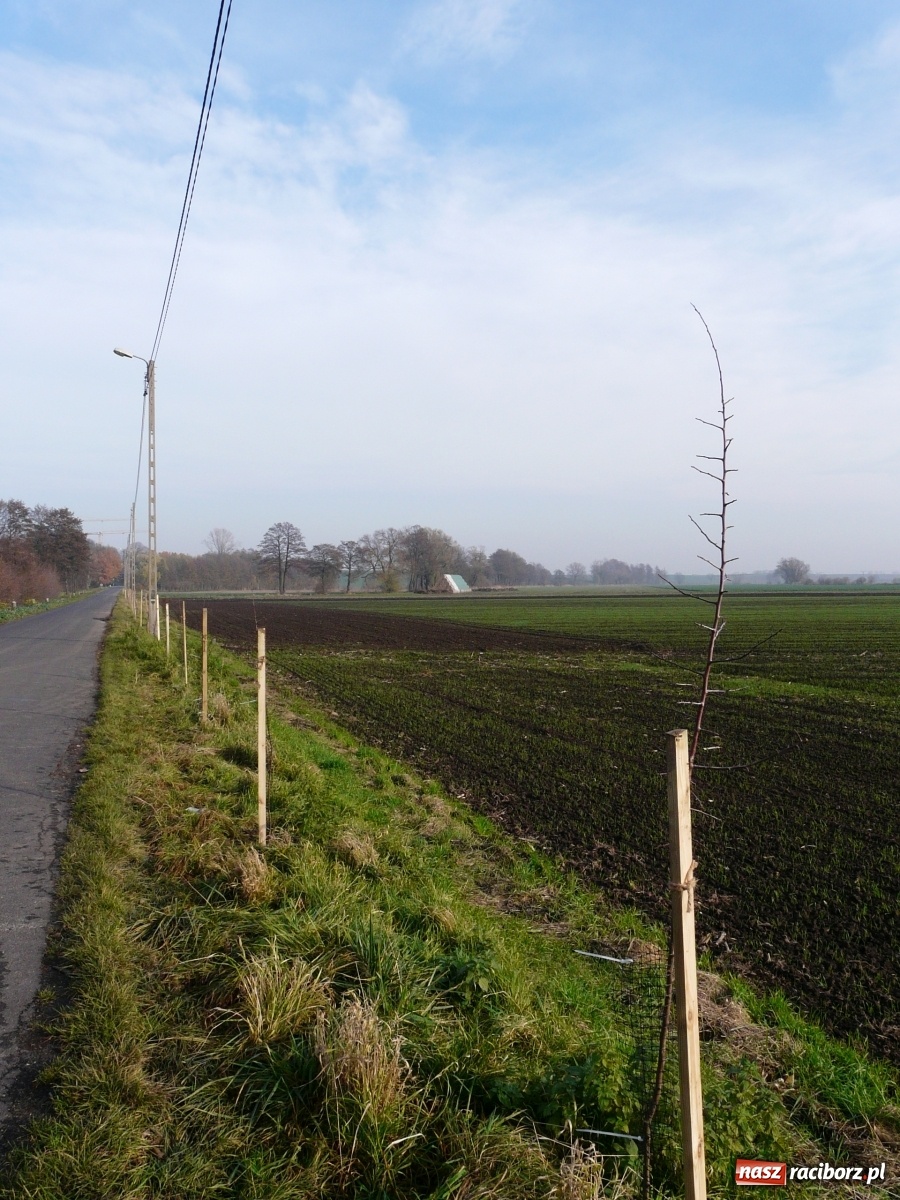 Zdjęcie w galerii na portalu naszraciborz.pl: Wzdłuż dróg powiatowych pojawiło się sto drzewek owocowych  wiadomości z regionu