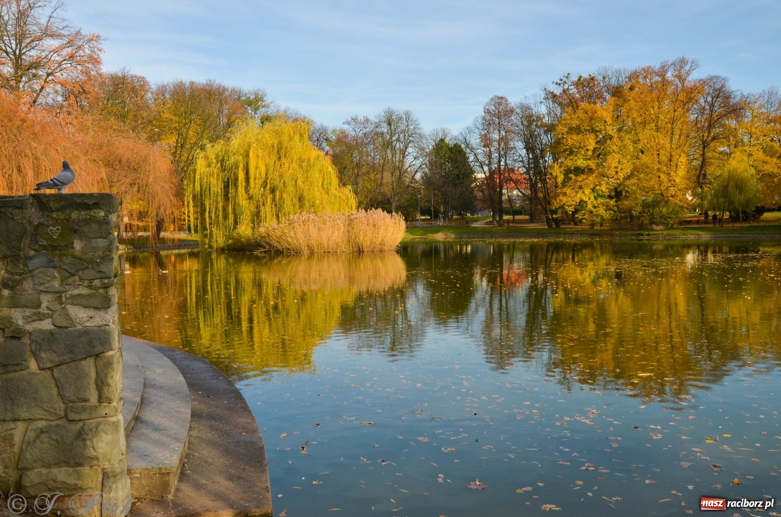 Zdjęcie w galerii na portalu naszraciborz.pl: W parku miasta Roth pojawiły się nowe ławki  wiadomości z regionu
