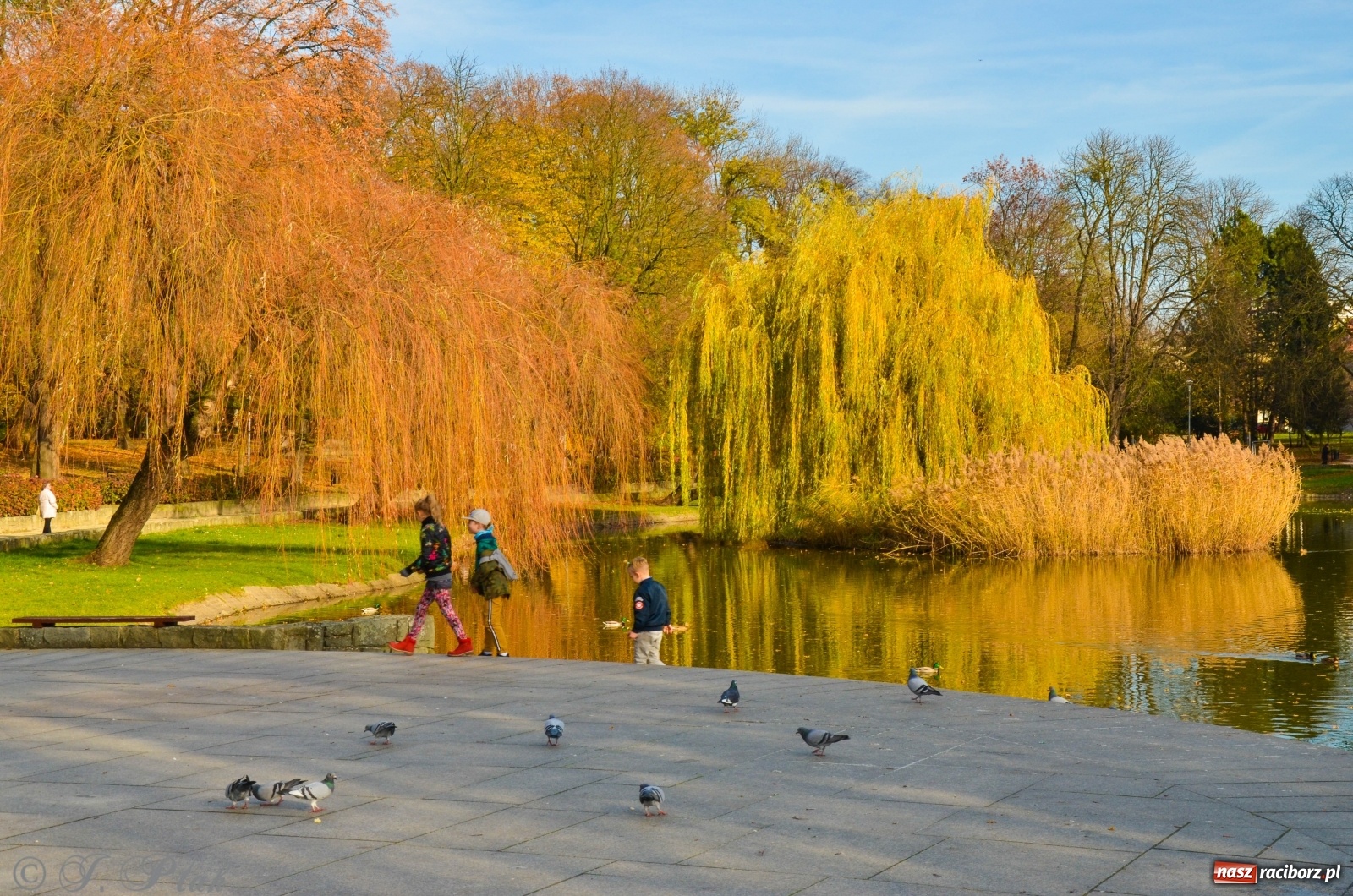 Zdjęcie w galerii na portalu naszraciborz.pl: W parku miasta Roth pojawiły się nowe ławki  wiadomości z regionu