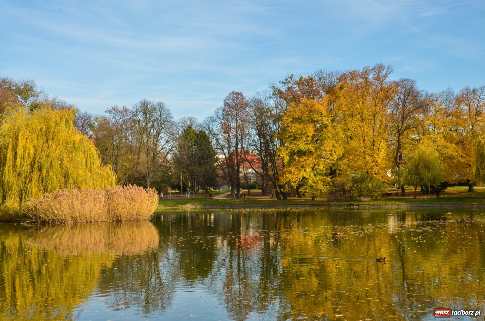 Zdjęcie w galerii na portalu naszraciborz.pl: W parku miasta Roth pojawiły się nowe ławki  wiadomości z regionu