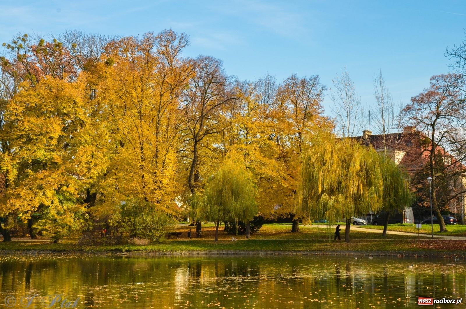 Zdjęcie w galerii na portalu naszraciborz.pl: W parku miasta Roth pojawiły się nowe ławki  wiadomości z regionu