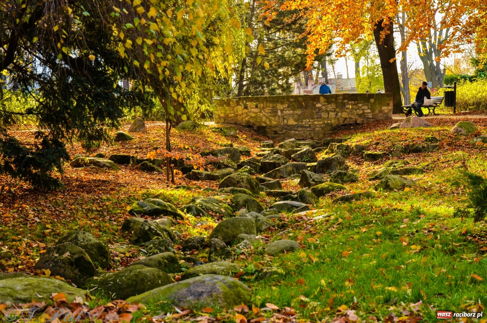 Zdjęcie w galerii na portalu naszraciborz.pl: W parku miasta Roth pojawiły się nowe ławki  wiadomości z regionu