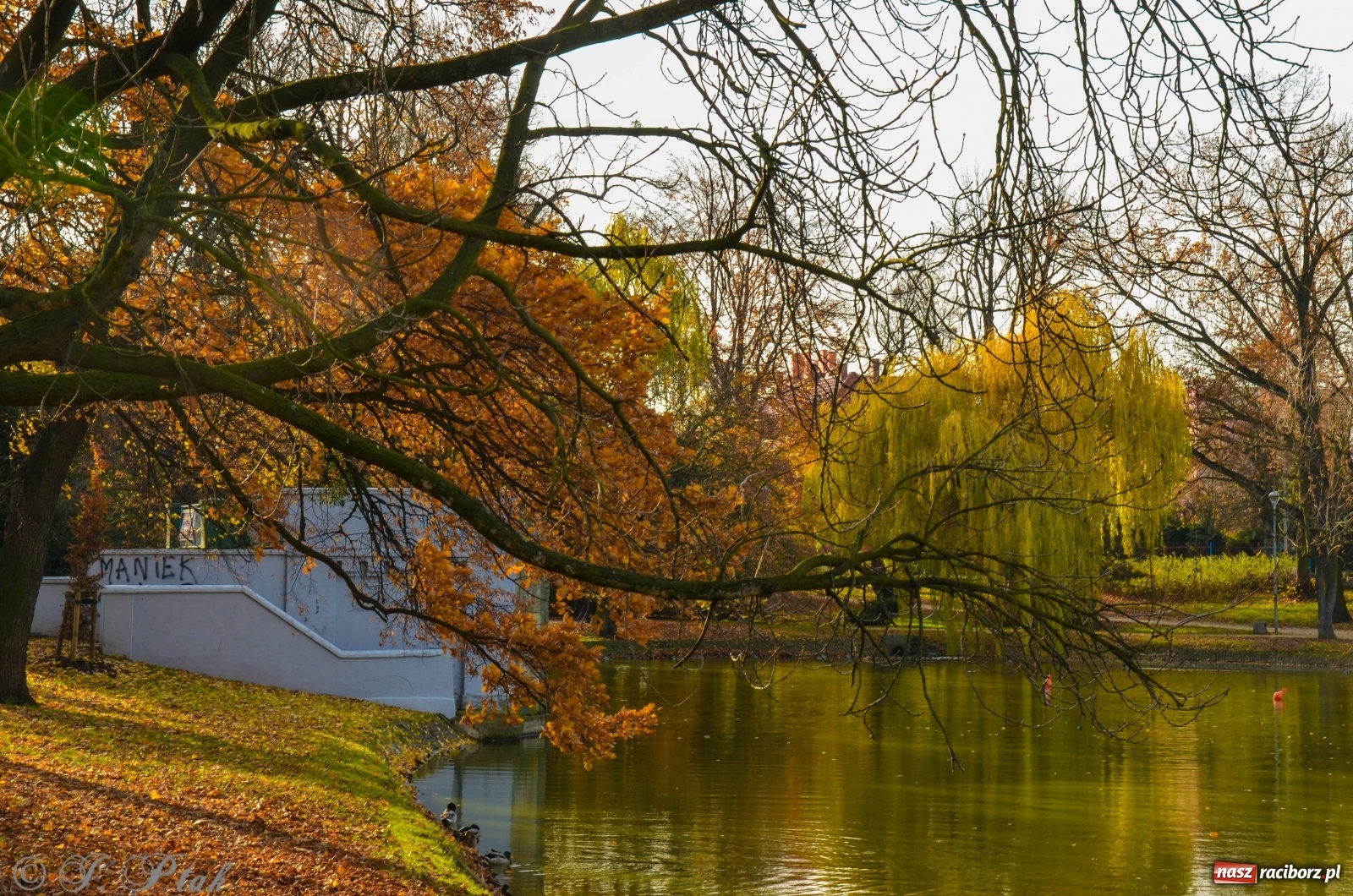 Zdjęcie w galerii na portalu naszraciborz.pl: W parku miasta Roth pojawiły się nowe ławki  wiadomości z regionu