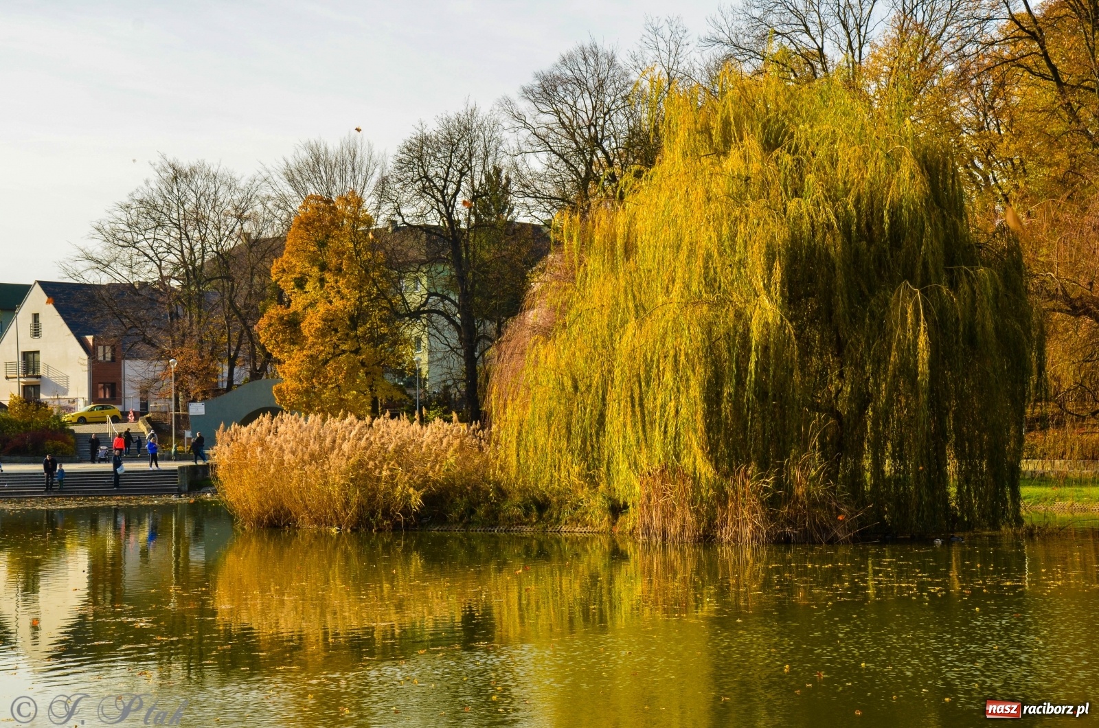 Zdjęcie w galerii na portalu naszraciborz.pl: W parku miasta Roth pojawiły się nowe ławki  wiadomości z regionu
