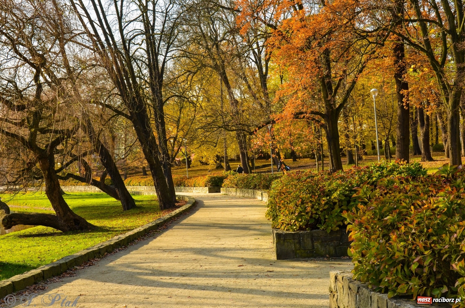Zdjęcie w galerii na portalu naszraciborz.pl: W parku miasta Roth pojawiły się nowe ławki  wiadomości z regionu