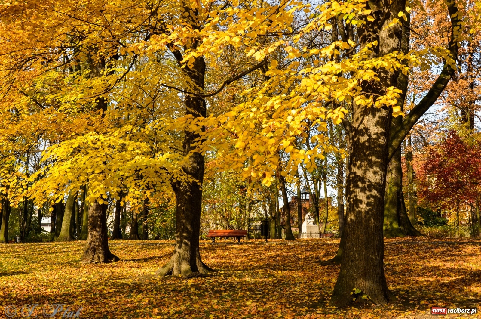 Zdjęcie w galerii na portalu naszraciborz.pl: W parku miasta Roth pojawiły się nowe ławki  wiadomości z regionu
