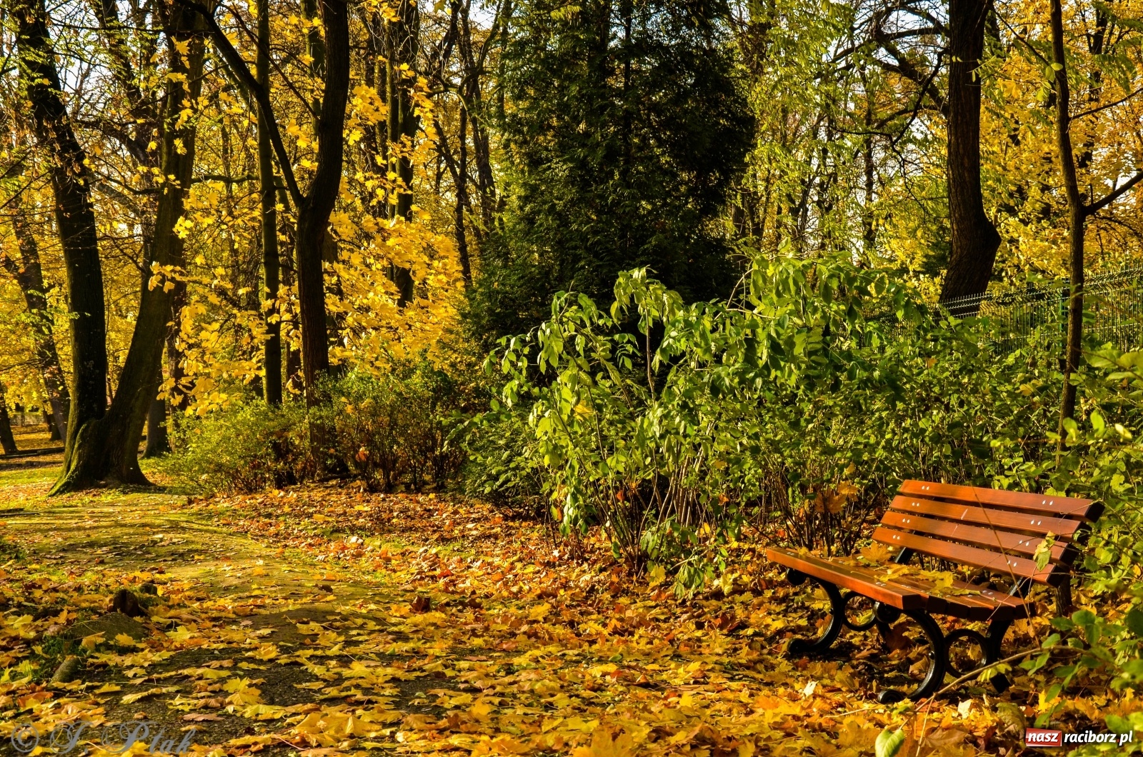 Zdjęcie w galerii na portalu naszraciborz.pl: W parku miasta Roth pojawiły się nowe ławki  wiadomości z regionu