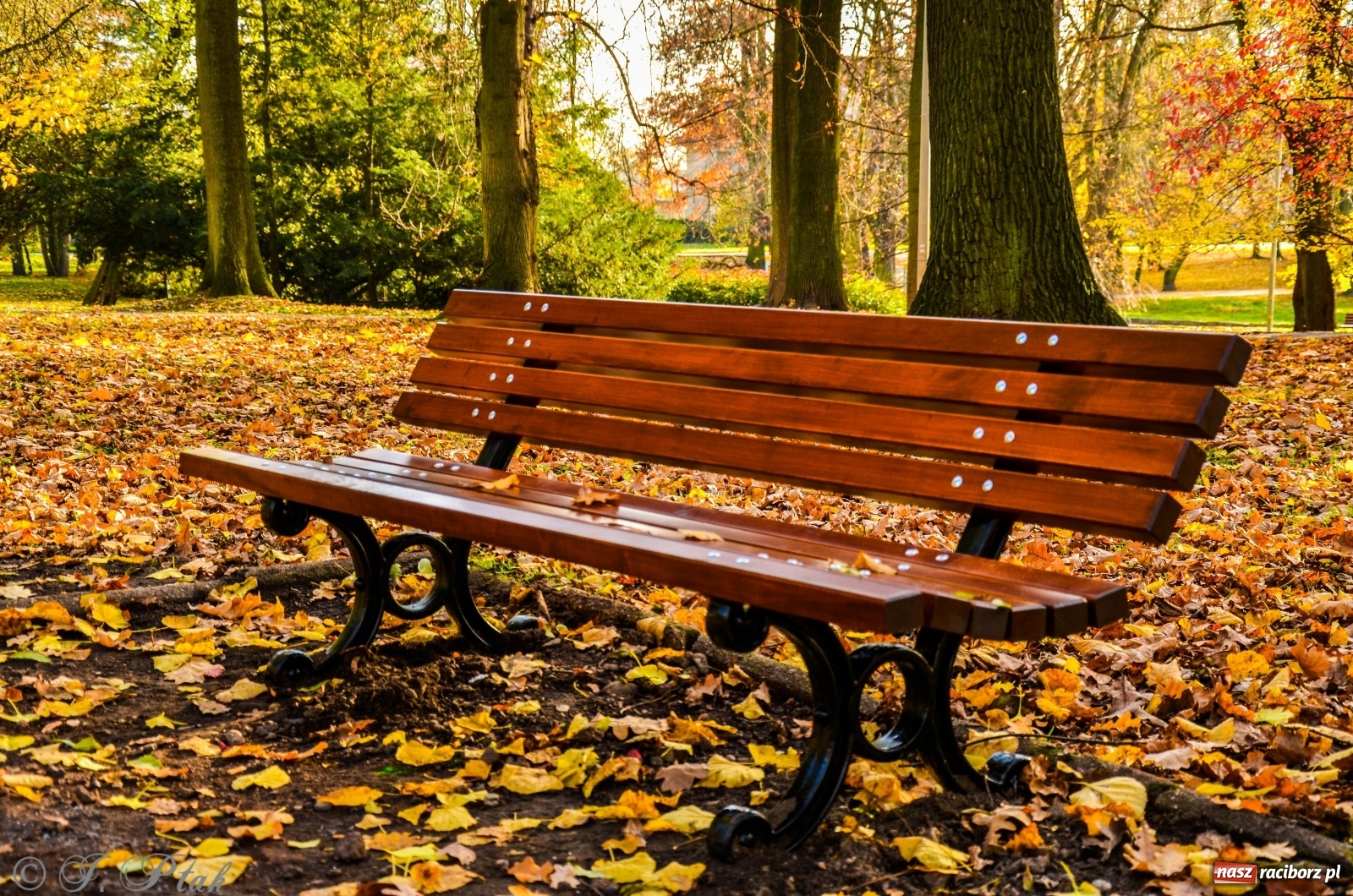 Zdjęcie w galerii na portalu naszraciborz.pl: W parku miasta Roth pojawiły się nowe ławki  wiadomości z regionu