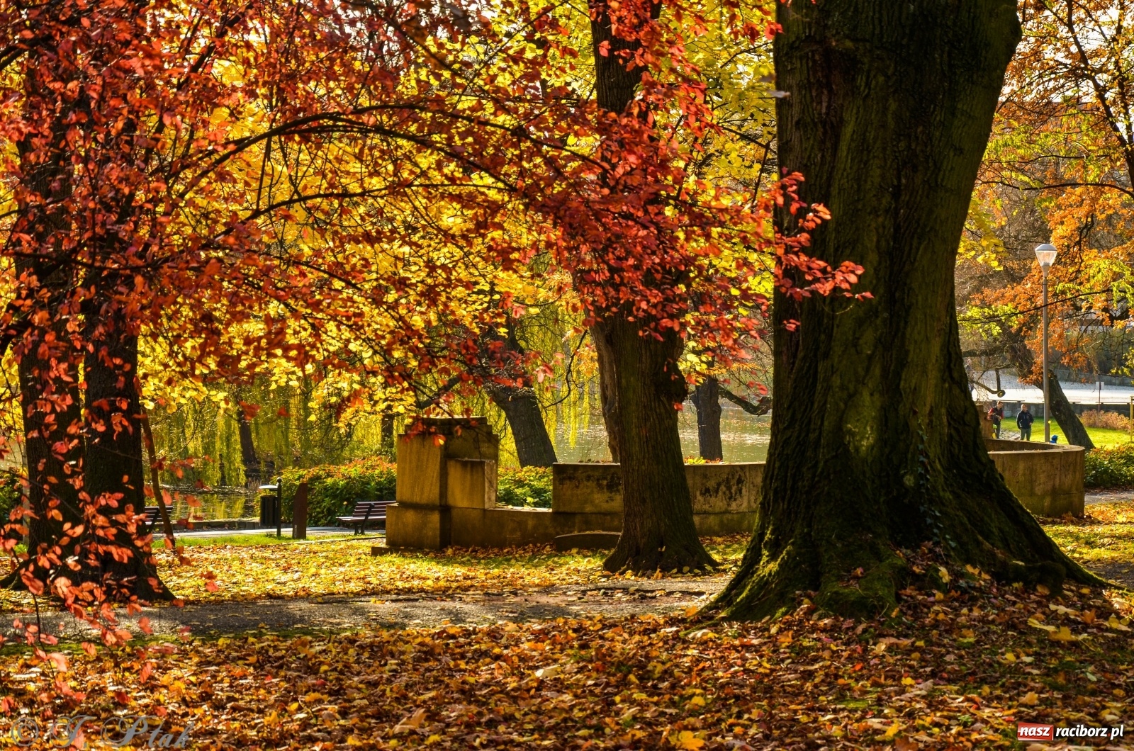 Zdjęcie w galerii na portalu naszraciborz.pl: W parku miasta Roth pojawiły się nowe ławki  wiadomości z regionu