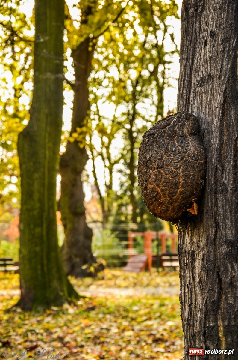 Zdjęcie w galerii na portalu naszraciborz.pl: W parku miasta Roth pojawiły się nowe ławki  wiadomości z regionu