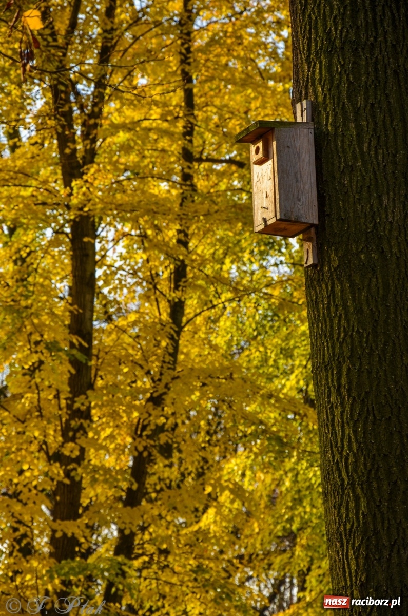 Zdjęcie w galerii na portalu naszraciborz.pl: W parku miasta Roth pojawiły się nowe ławki  wiadomości z regionu