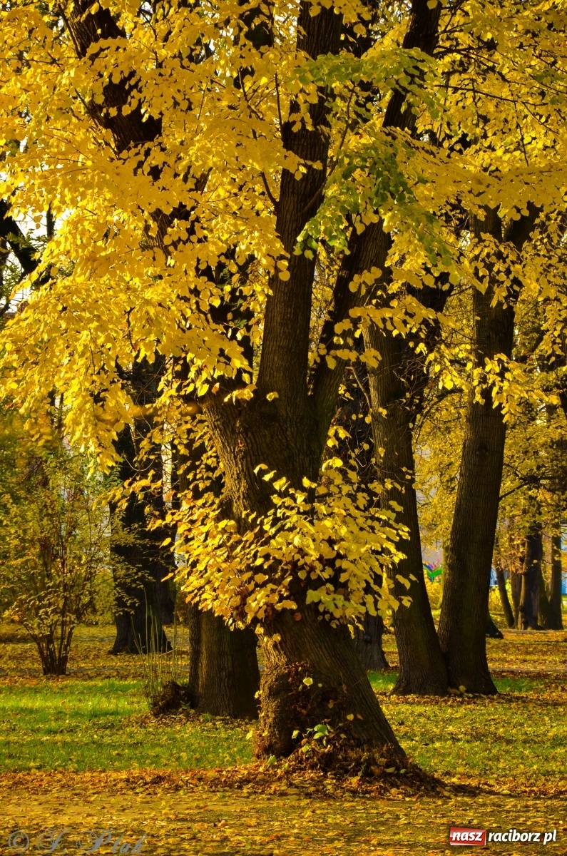Zdjęcie w galerii na portalu naszraciborz.pl: W parku miasta Roth pojawiły się nowe ławki  wiadomości z regionu