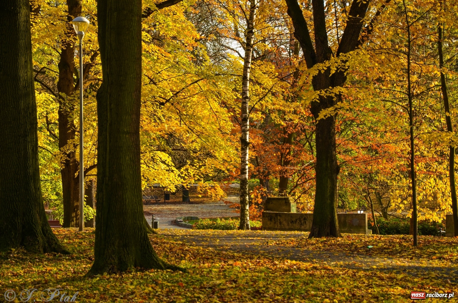 Zdjęcie w galerii na portalu naszraciborz.pl: W parku miasta Roth pojawiły się nowe ławki  wiadomości z regionu