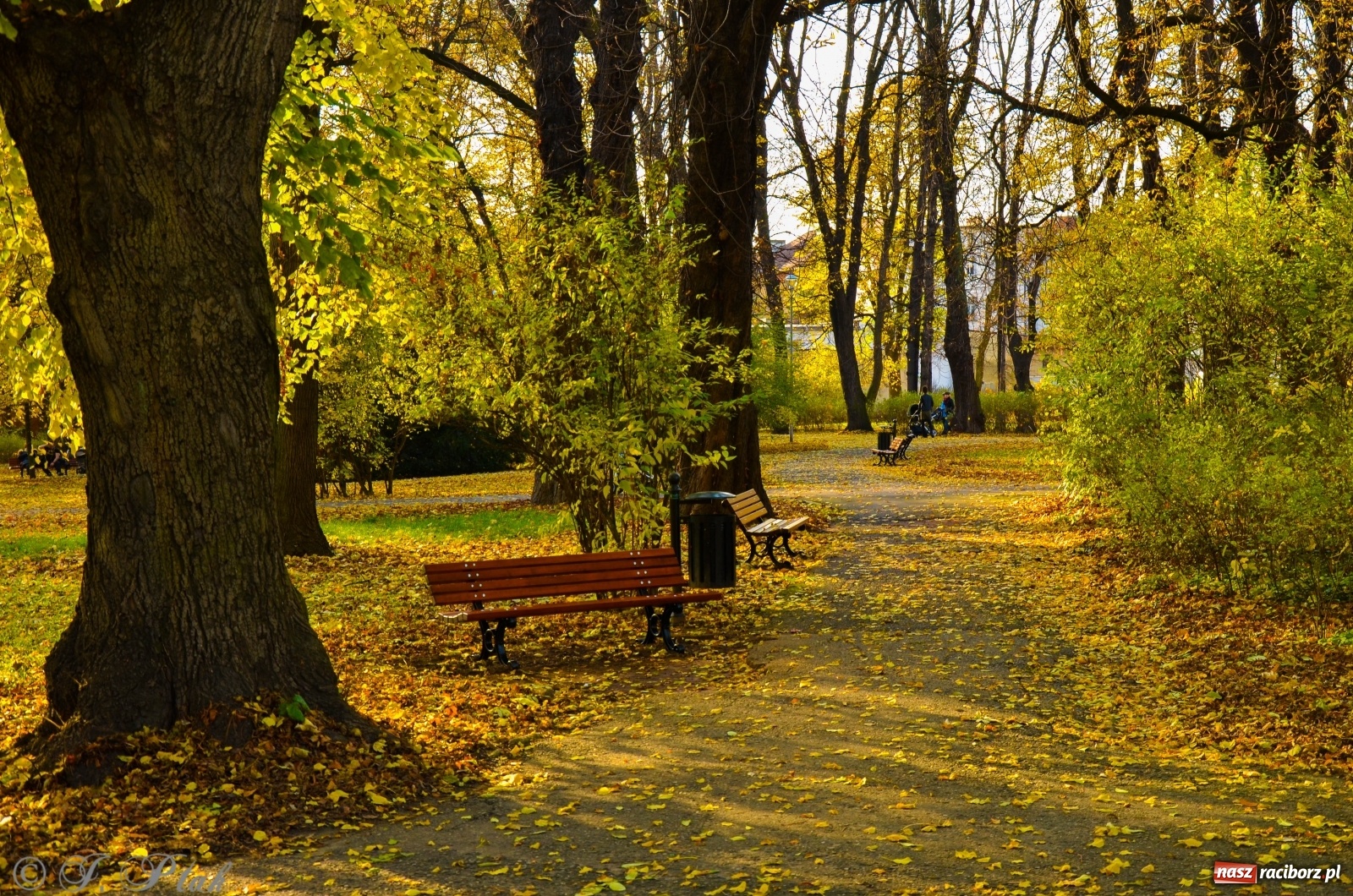 Zdjęcie w galerii na portalu naszraciborz.pl: W parku miasta Roth pojawiły się nowe ławki  wiadomości z regionu