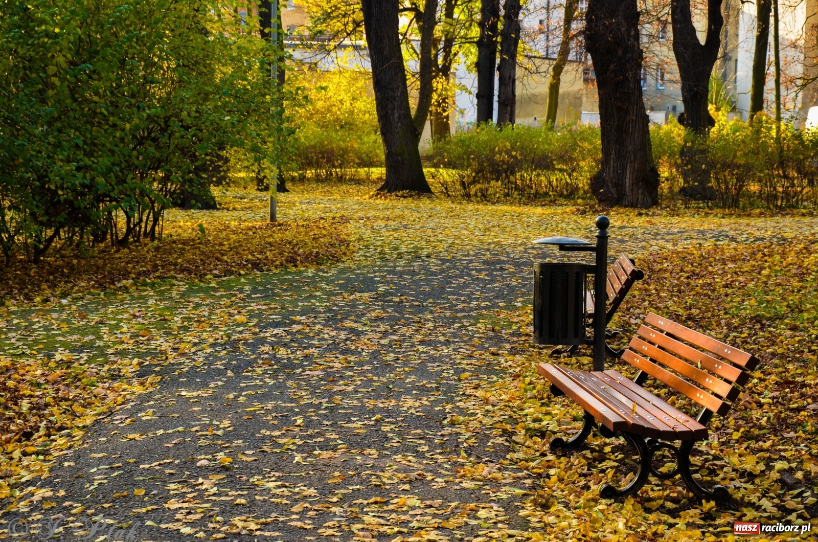 Zdjęcie w galerii na portalu naszraciborz.pl: W parku miasta Roth pojawiły się nowe ławki  wiadomości z regionu