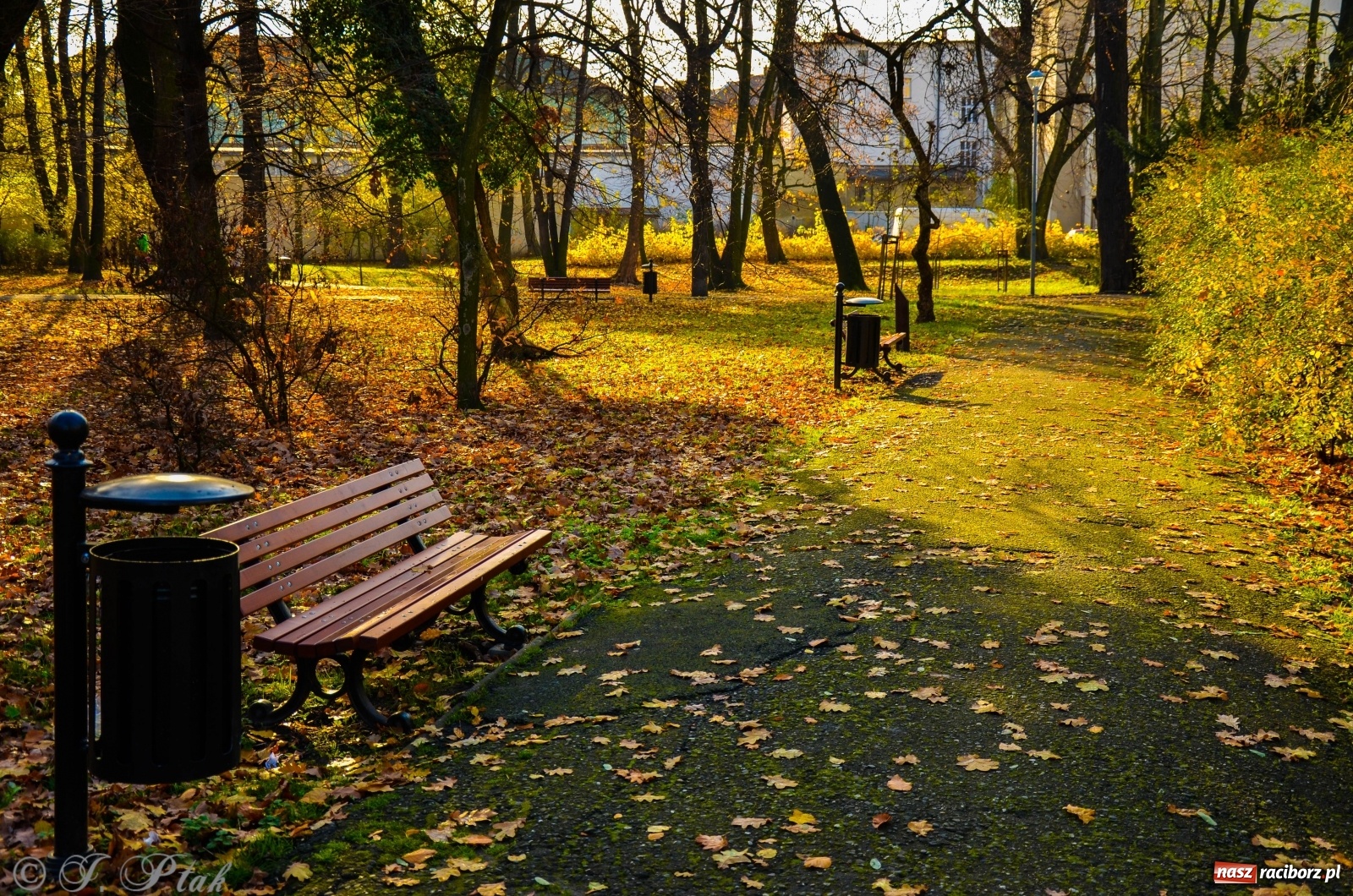 Zdjęcie w galerii na portalu naszraciborz.pl: W parku miasta Roth pojawiły się nowe ławki  wiadomości z regionu