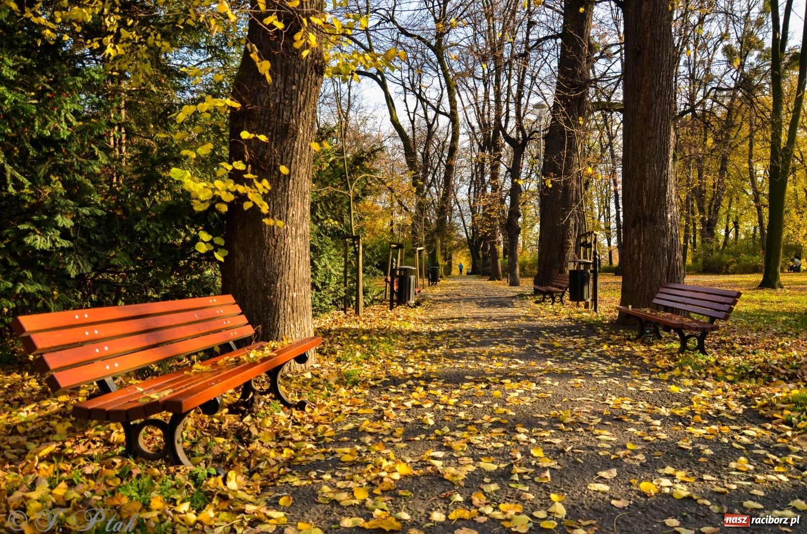 Zdjęcie w galerii na portalu naszraciborz.pl: W parku miasta Roth pojawiły się nowe ławki  wiadomości z regionu