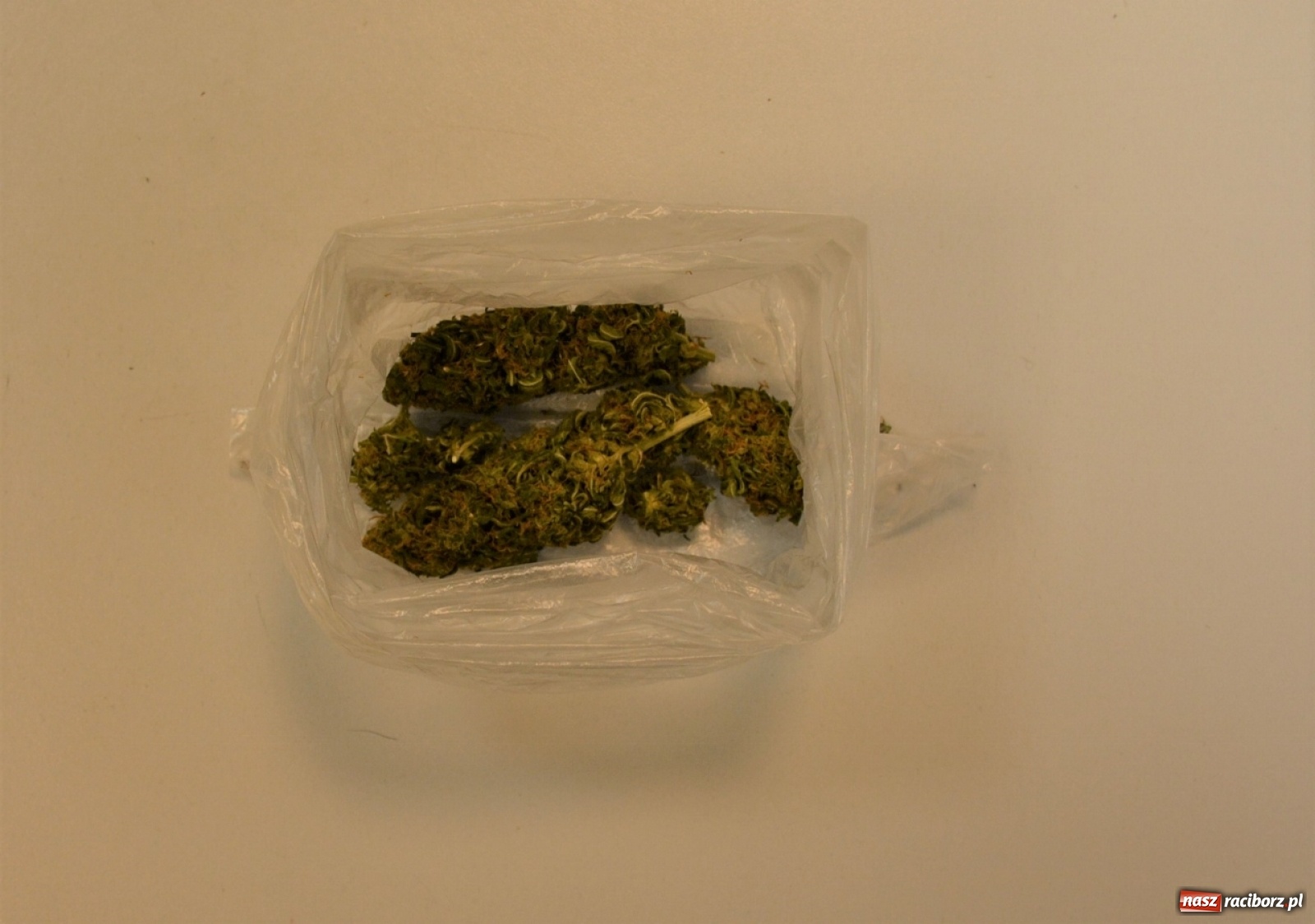 Zdjęcie w galerii na portalu naszraciborz.pl: Niezawodny psi nos kolejny raz wywęszył narkotyki wiadomości z regionu