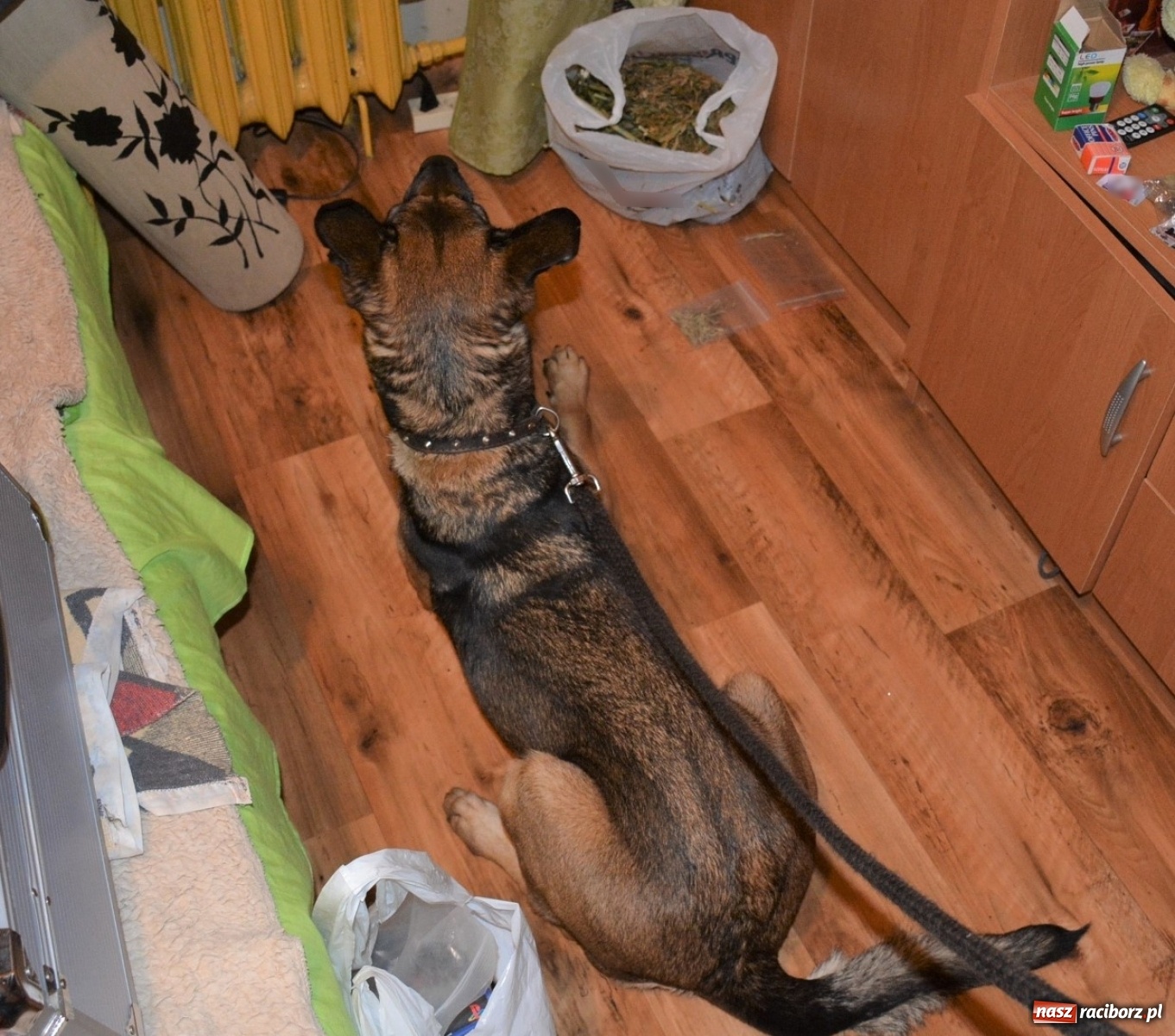 Zdjęcie w galerii na portalu naszraciborz.pl: Niezawodny psi nos kolejny raz wywęszył narkotyki wiadomości z regionu