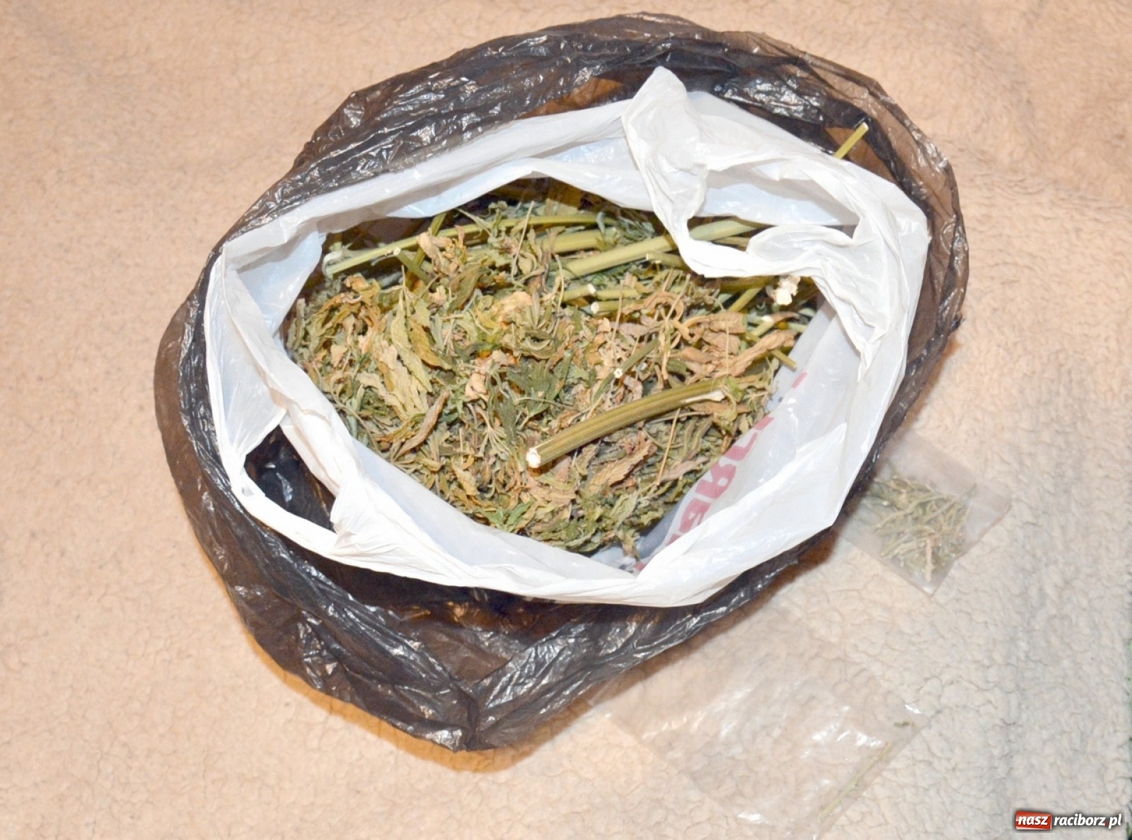 Zdjęcie w galerii na portalu naszraciborz.pl: Niezawodny psi nos kolejny raz wywęszył narkotyki wiadomości z regionu