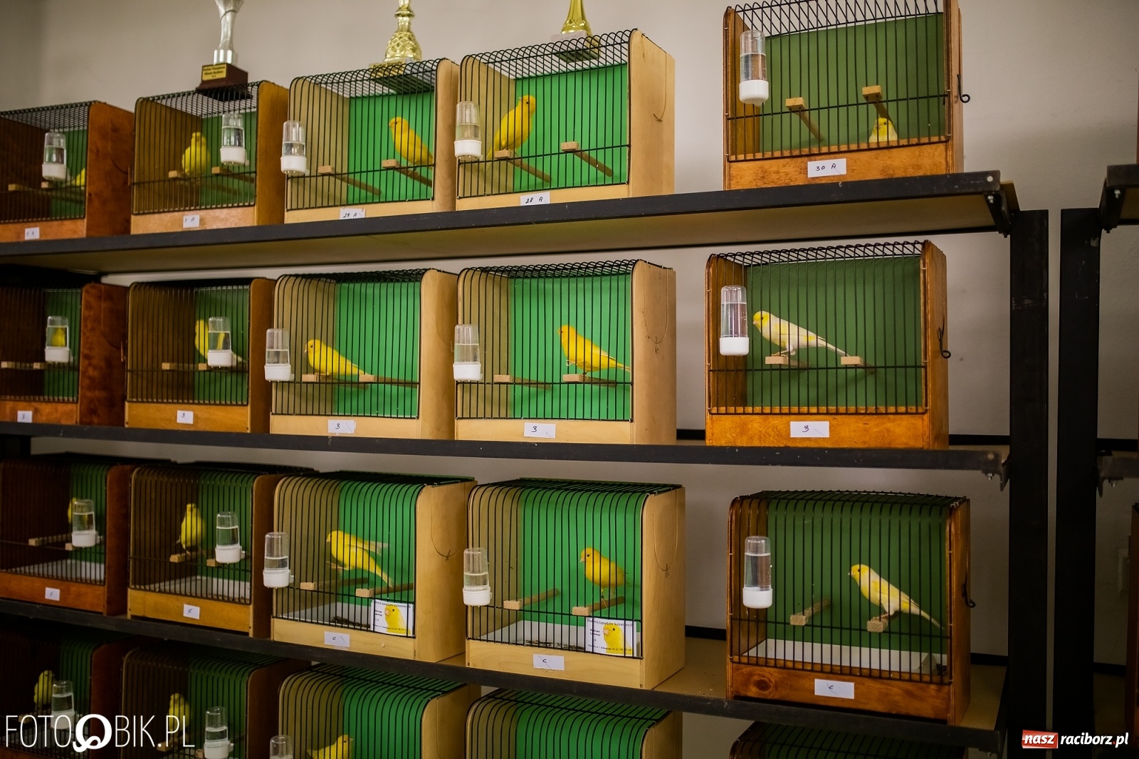 Zdjęcie w galerii na portalu naszraciborz.pl: Trwa wystawa ptaków w Labiryncie wiadomości z regionu