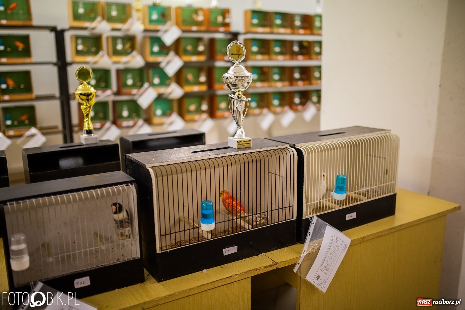 Zdjęcie w galerii na portalu naszraciborz.pl: Trwa wystawa ptaków w Labiryncie wiadomości z regionu