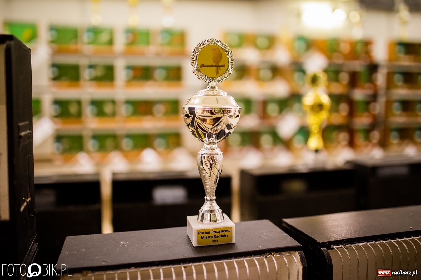 Zdjęcie w galerii na portalu naszraciborz.pl: Trwa wystawa ptaków w Labiryncie wiadomości z regionu