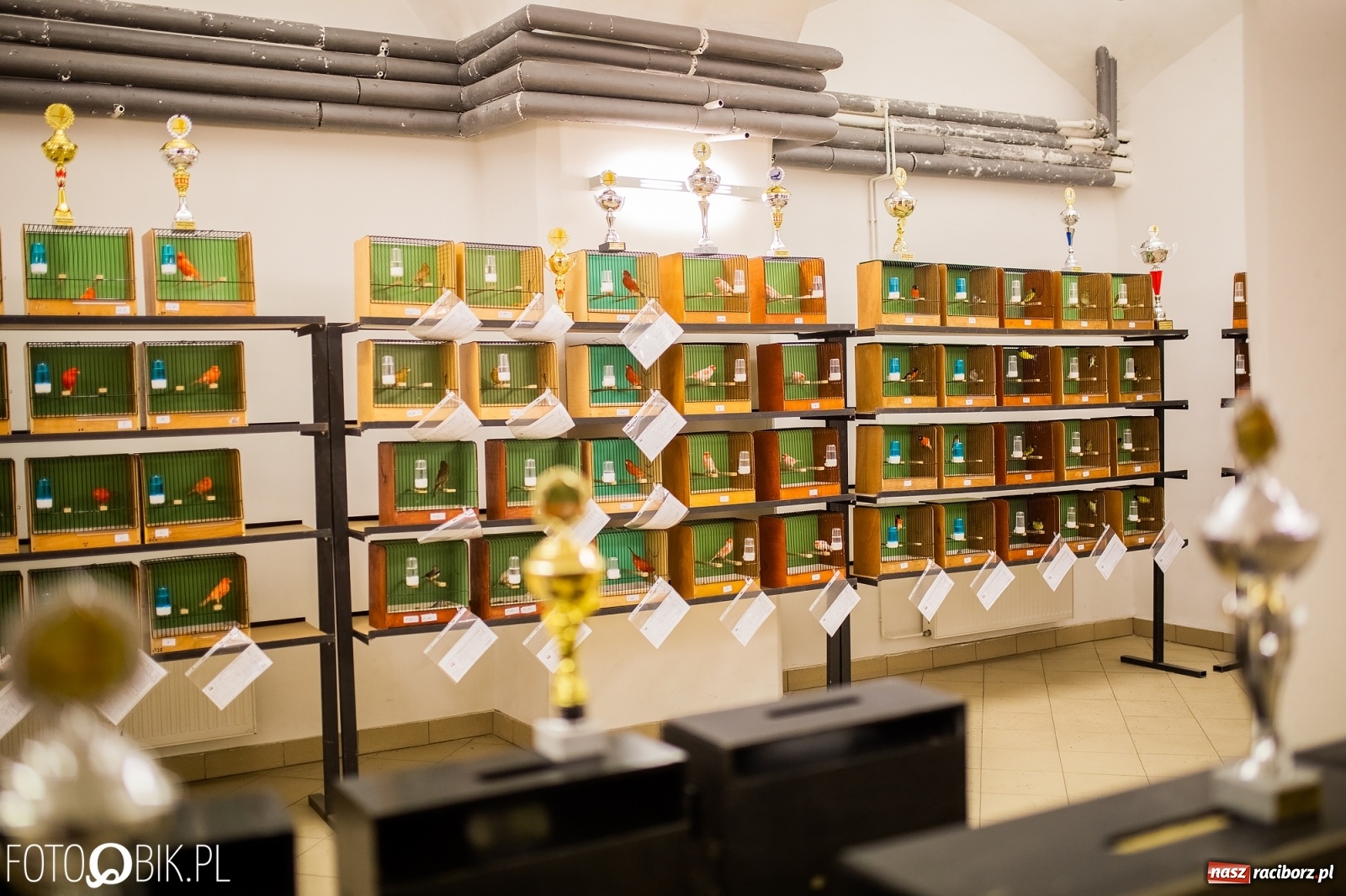 Zdjęcie w galerii na portalu naszraciborz.pl: Trwa wystawa ptaków w Labiryncie wiadomości z regionu