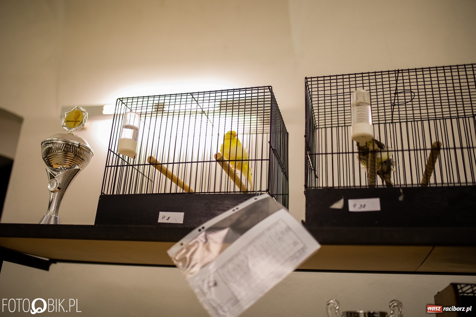 Zdjęcie w galerii na portalu naszraciborz.pl: Trwa wystawa ptaków w Labiryncie wiadomości z regionu