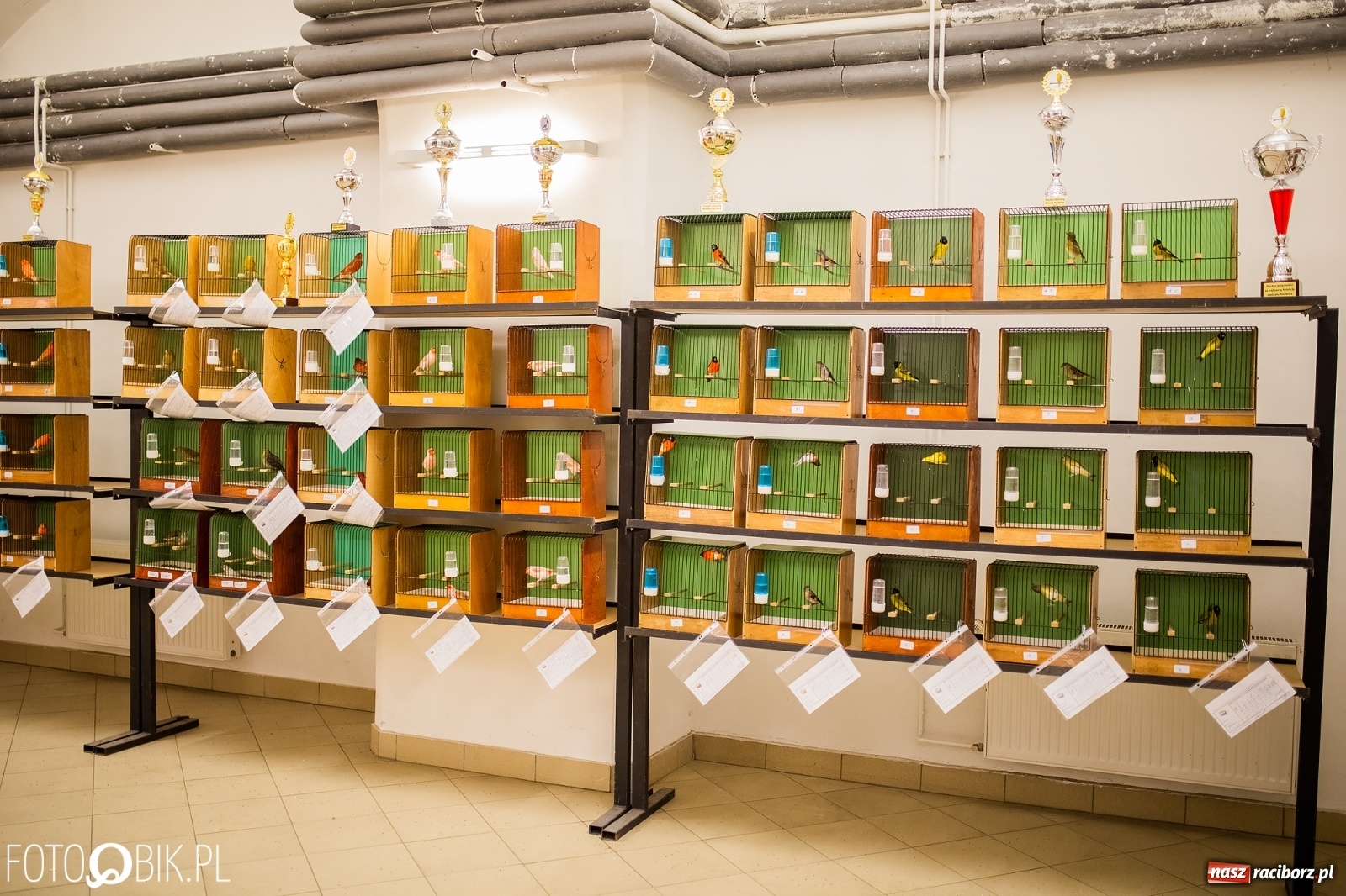 Zdjęcie w galerii na portalu naszraciborz.pl: Trwa wystawa ptaków w Labiryncie wiadomości z regionu