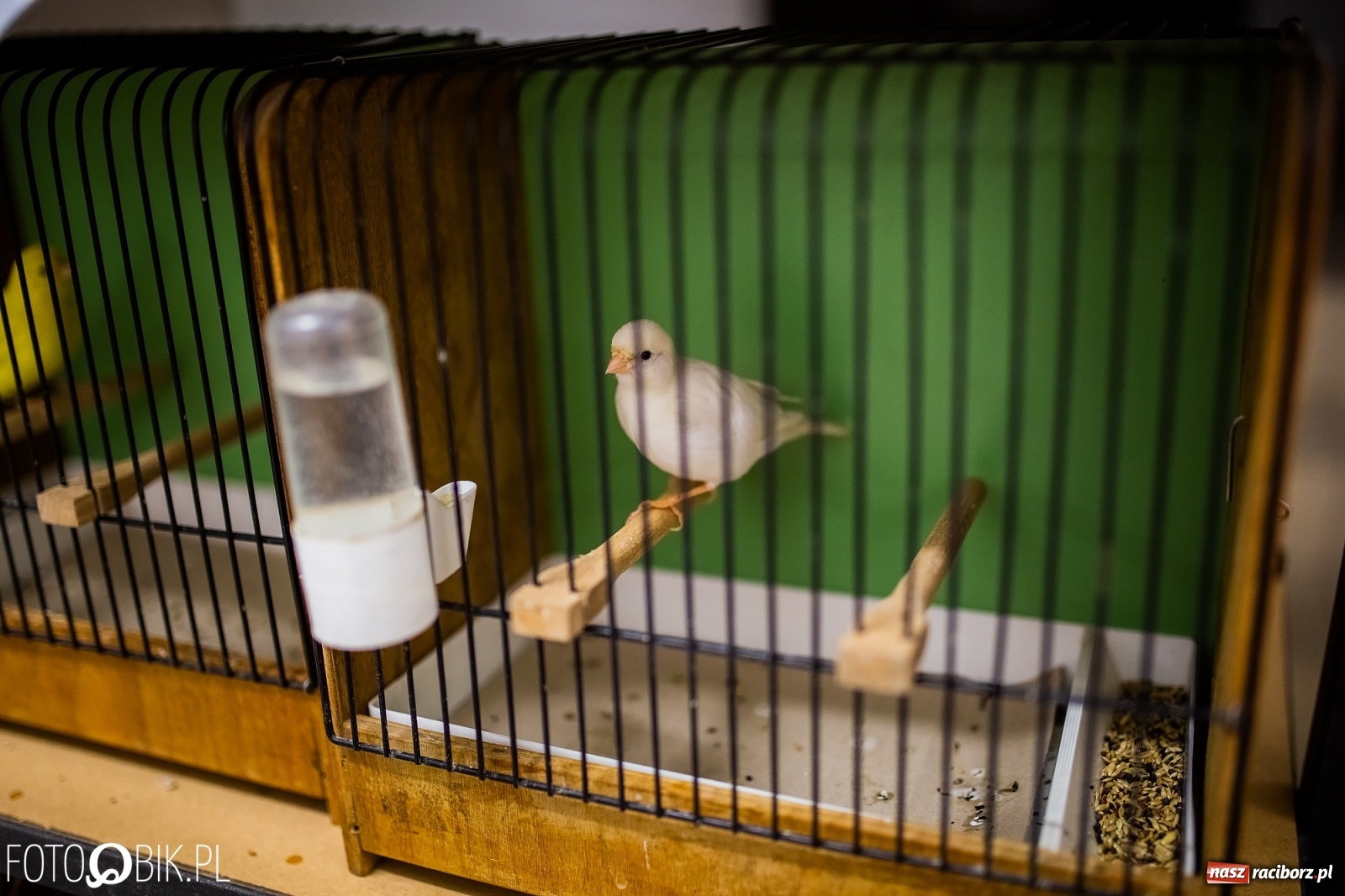 Zdjęcie w galerii na portalu naszraciborz.pl: Trwa wystawa ptaków w Labiryncie wiadomości z regionu