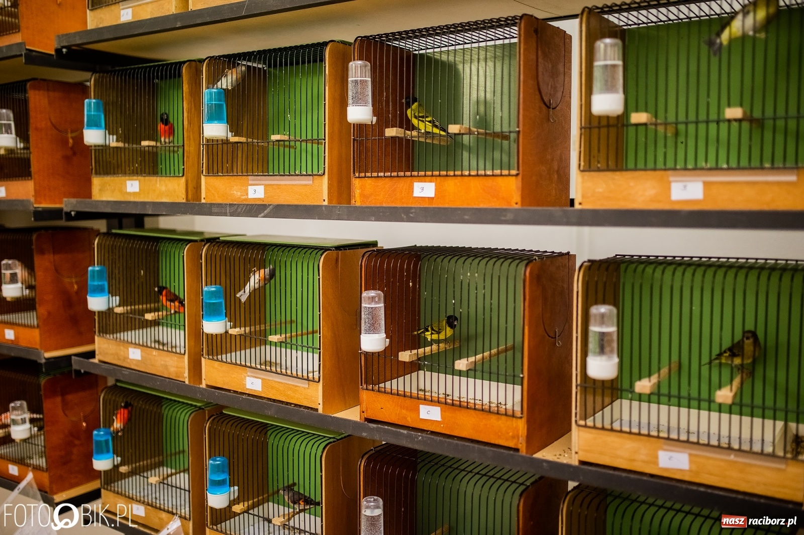 Zdjęcie w galerii na portalu naszraciborz.pl: Trwa wystawa ptaków w Labiryncie wiadomości z regionu