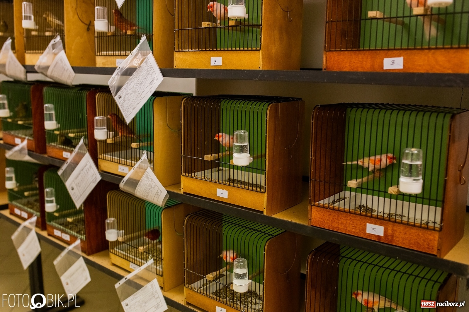 Zdjęcie w galerii na portalu naszraciborz.pl: Trwa wystawa ptaków w Labiryncie wiadomości z regionu