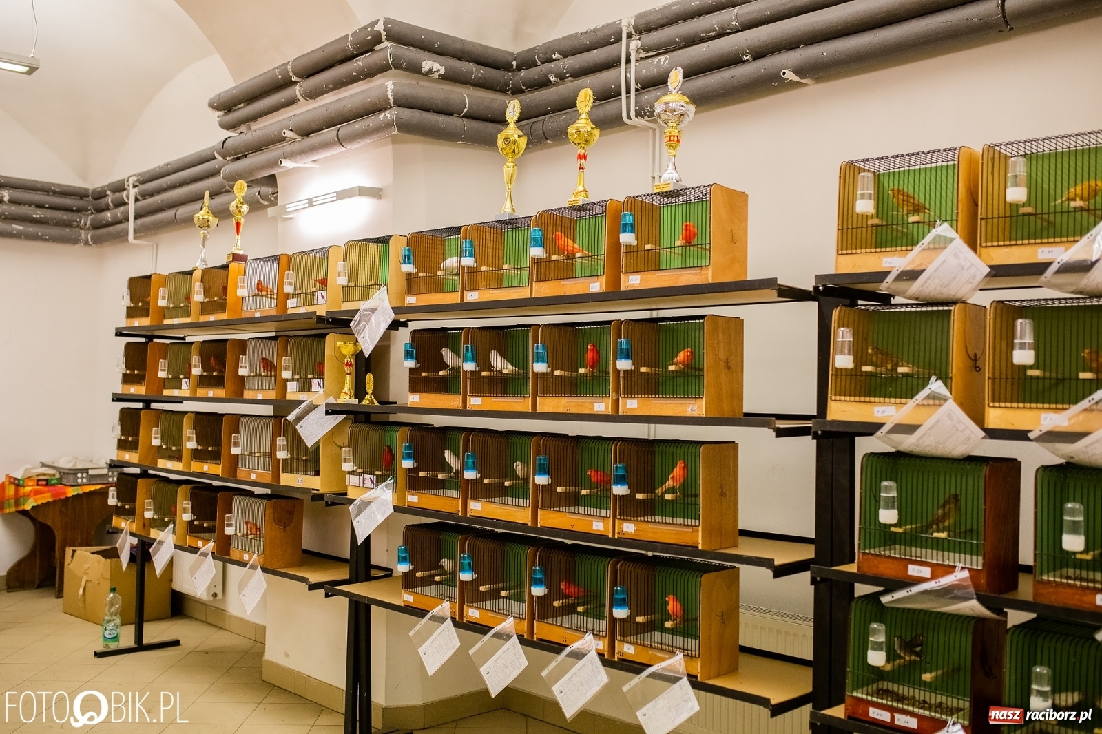 Zdjęcie w galerii na portalu naszraciborz.pl: Trwa wystawa ptaków w Labiryncie wiadomości z regionu