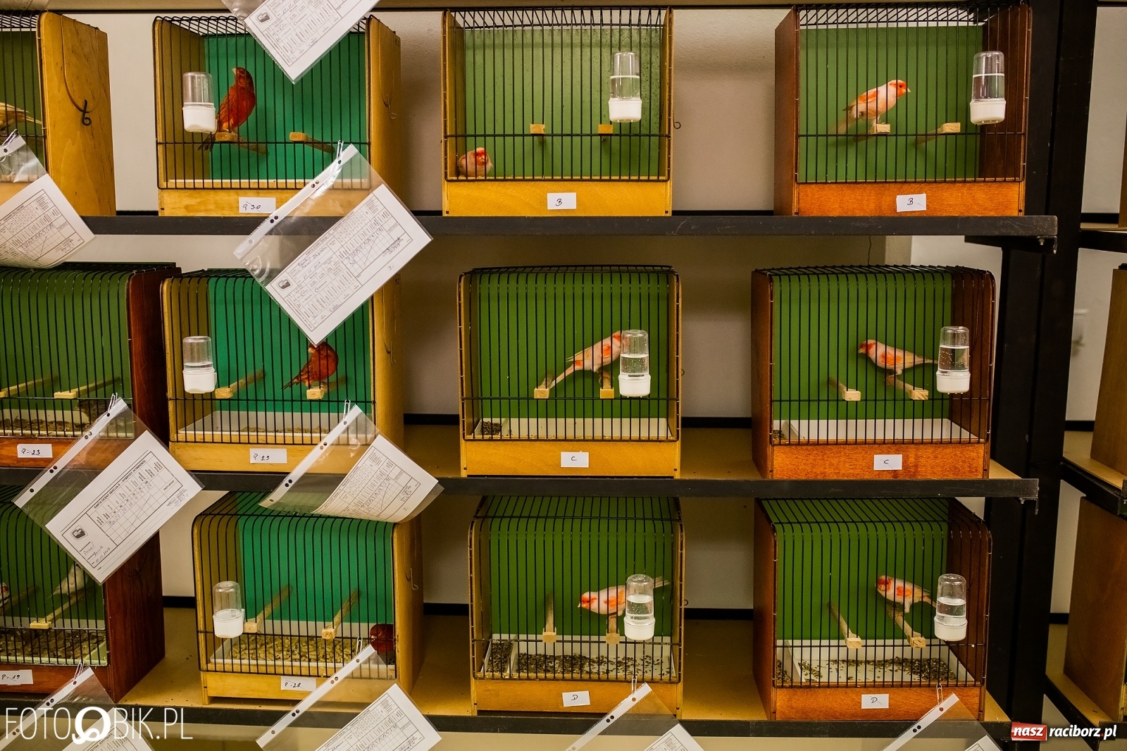 Zdjęcie w galerii na portalu naszraciborz.pl: Trwa wystawa ptaków w Labiryncie wiadomości z regionu