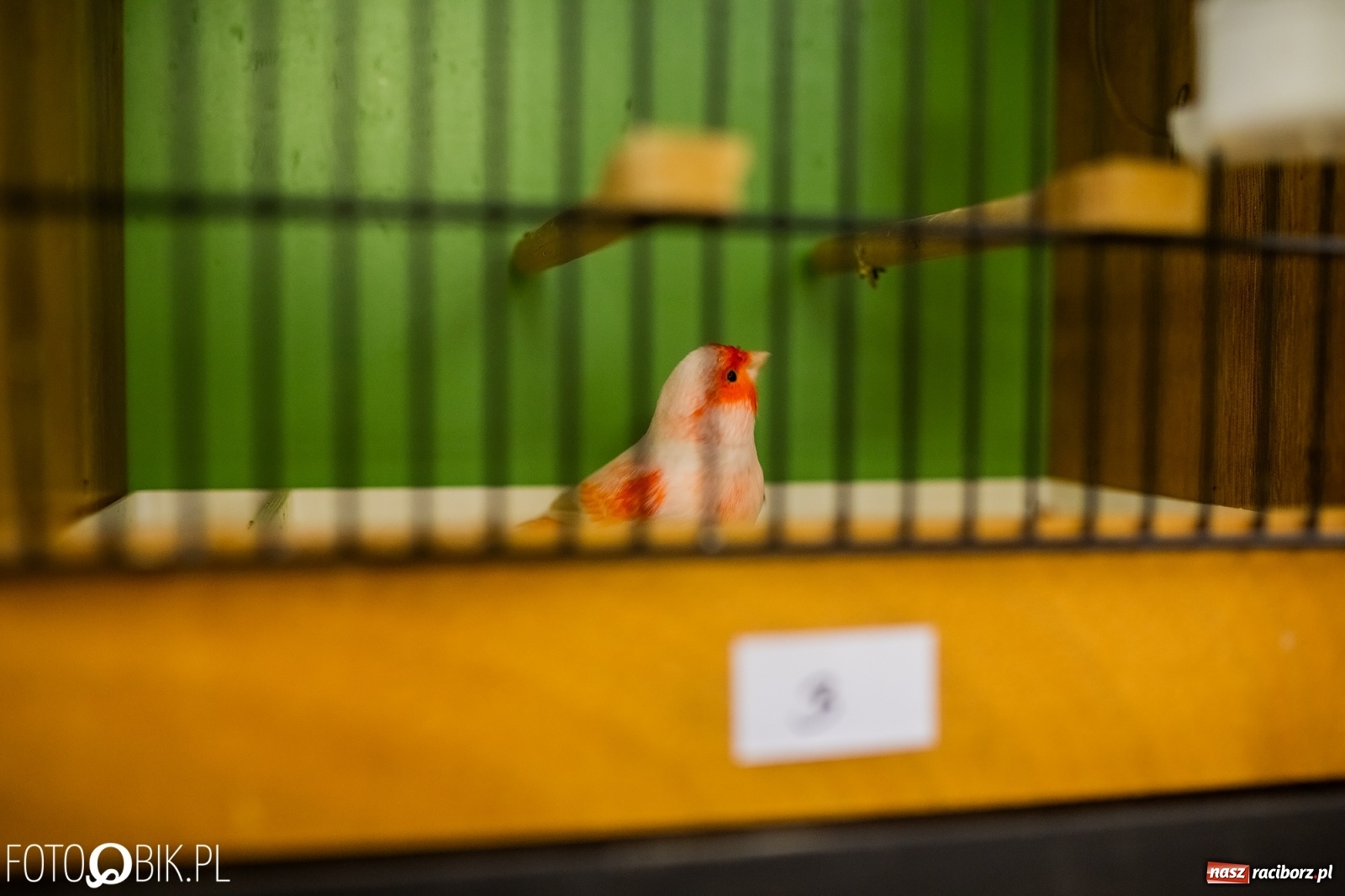 Zdjęcie w galerii na portalu naszraciborz.pl: Trwa wystawa ptaków w Labiryncie wiadomości z regionu