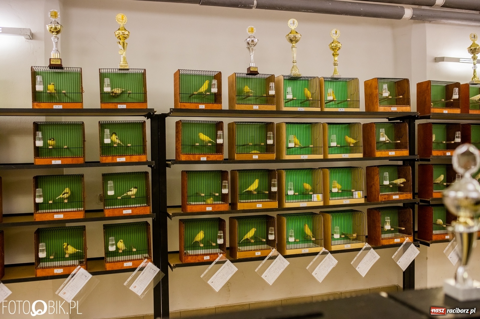 Zdjęcie w galerii na portalu naszraciborz.pl: Trwa wystawa ptaków w Labiryncie wiadomości z regionu