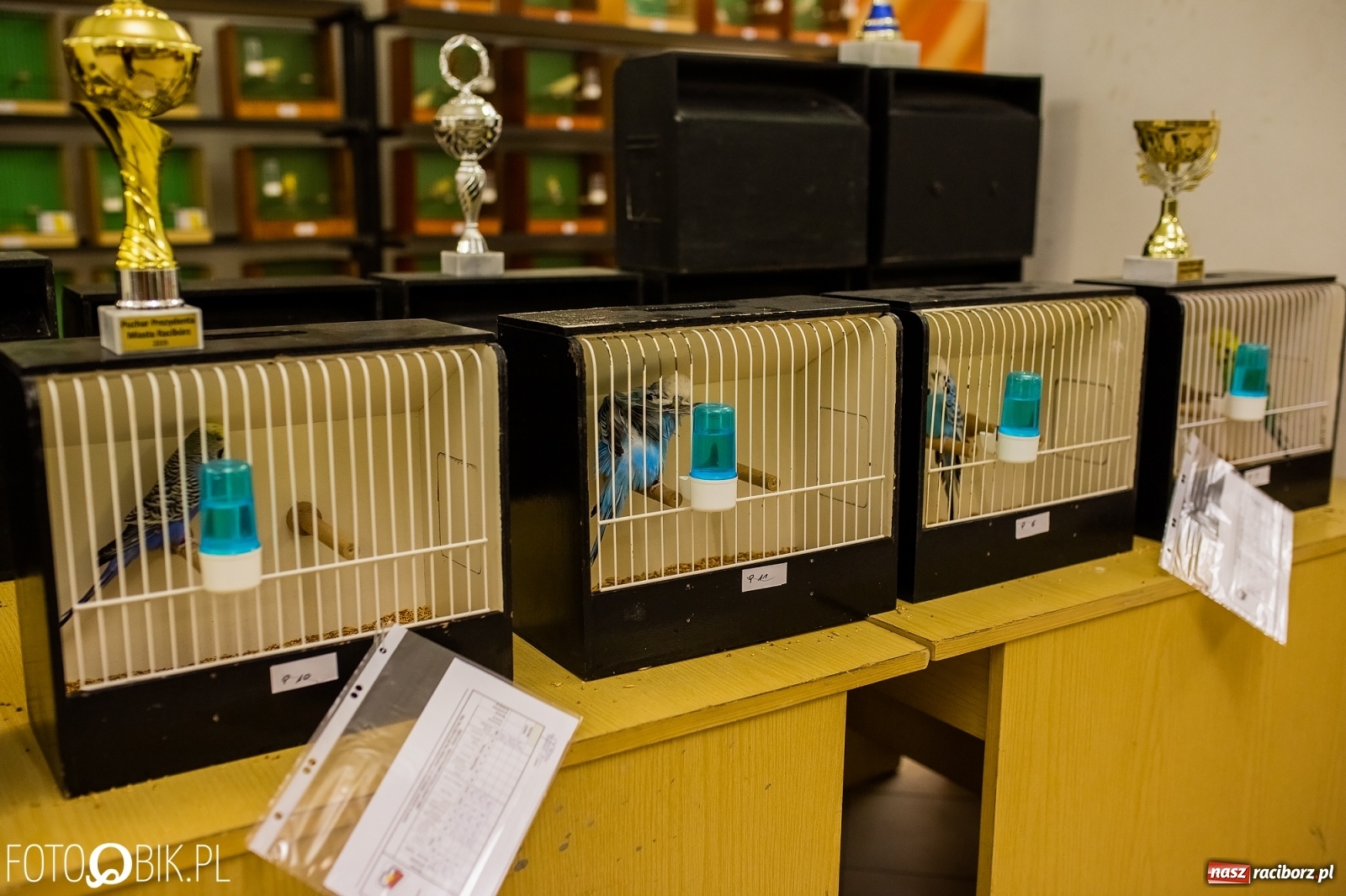 Zdjęcie w galerii na portalu naszraciborz.pl: Trwa wystawa ptaków w Labiryncie wiadomości z regionu