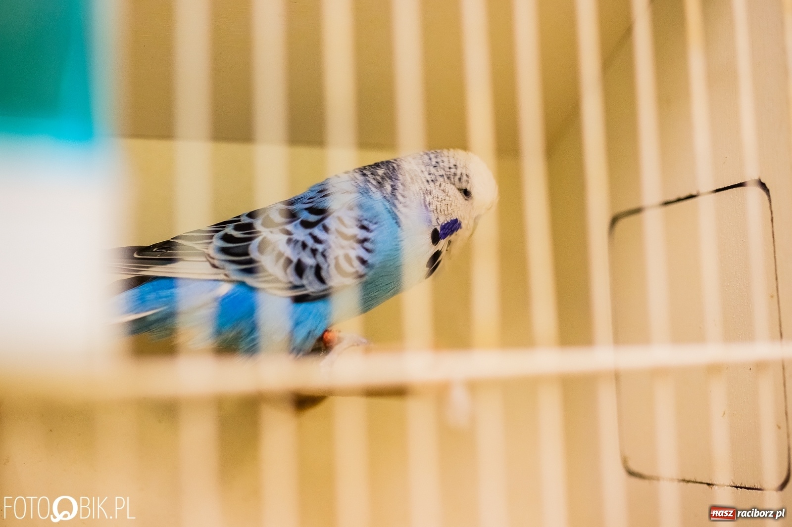 Zdjęcie w galerii na portalu naszraciborz.pl: Trwa wystawa ptaków w Labiryncie wiadomości z regionu