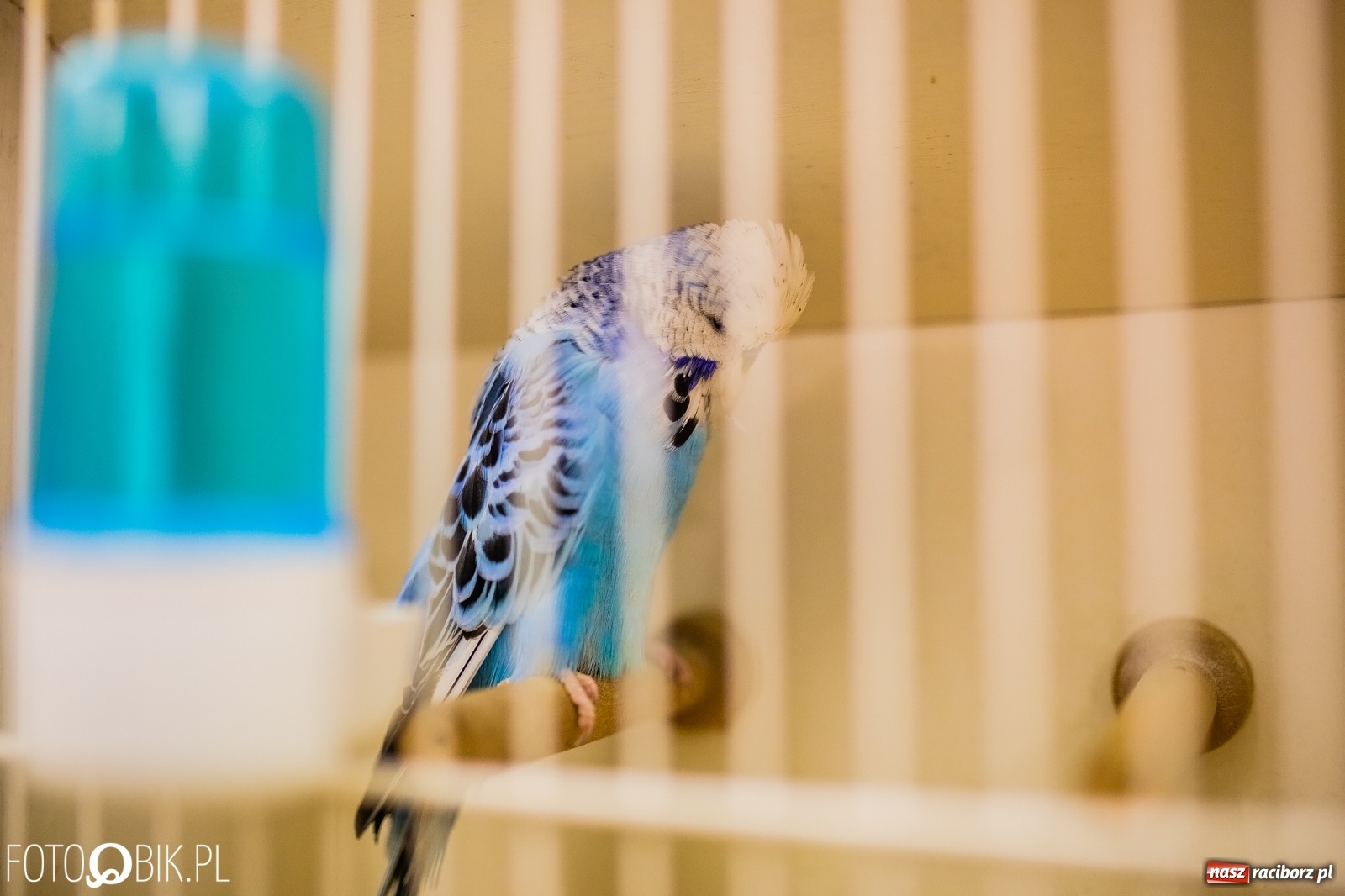 Zdjęcie w galerii na portalu naszraciborz.pl: Trwa wystawa ptaków w Labiryncie wiadomości z regionu