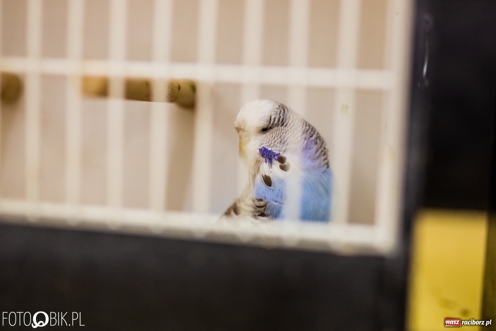 Zdjęcie w galerii na portalu naszraciborz.pl: Trwa wystawa ptaków w Labiryncie wiadomości z regionu